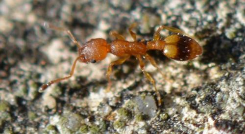 Réf. 346 113 : Temnothorax sp.